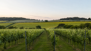 Vine rows running down the hill, with rolling downs on the other side.