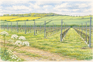 Early summer image of domain hugo. Rows of vines leading to rolling hills in the background under a blue sky.