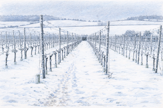 Winter landscape of a Vineyard covered in snow with hills in the background.