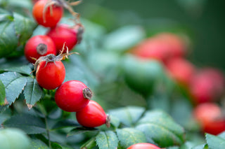 Close-up of red berries on a green bush with blurred background