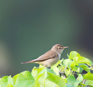Garden Warbler, sat on green plant in distillery garden