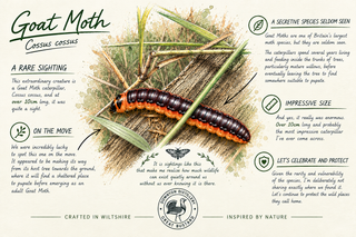 An educational poster about the Goat Moth (Cassius Cassus) featuring a large, detailed photograph of a bright orange and black caterpillar on a leaf, surrounded by text facts, illustrations, and a 'Wiltshire Wildlife Trust' logo.