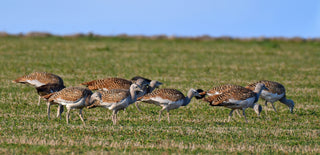 Great Bustards, Salisbury Plain, Wiltshire, Endangered, Gin, Enford, Compton