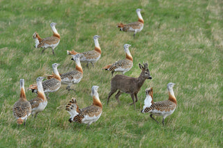 Great Bustards, Salisbury Plain, Wiltshire, Endangered, Gin, Enford, Compton