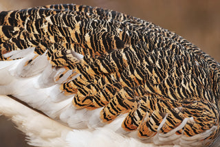 Great Bustard, Plumage, feathers, wiltshire, conservation, downton distillery