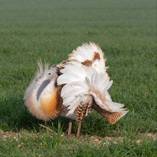 Male Bustard, salisbury Plain, Wiltshire, Courting, Conservation