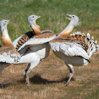 Great Bustard, Lek, Courtship, Squabble, Male, Salisbury Plain, Wiltshire, Conservation