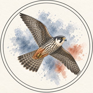 A watercolor-style illustration of a falcon in flight, centered within a circular border on a light cream background with blue and rust watercolor splashes.