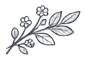 Simple line drawing of a leafy branch with flowers on a white background