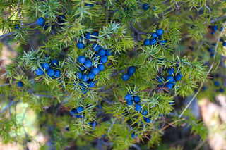 Juniper Communis, gin, branch, downton, distillery