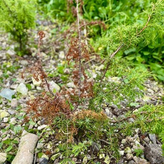 Browning off Juniper, die bacl, rewilding, gin, downton distillery