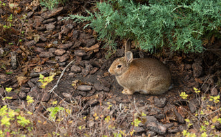 Hare, Downton Distillery, Juniper, Wiltshire, Leverette