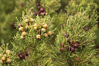 Juniper Phoenicea, Gin Making, Berry, Distilling