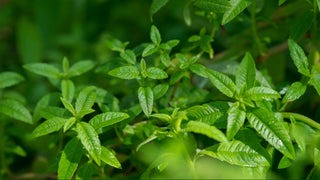 Verbena, Explorer's Gin, Botanical, Tea, Foraged
