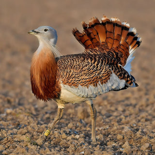 Male, Great Bustard, Conservation, Wiltshire