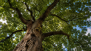 Tree with a thick trunk and branches against a blue sky