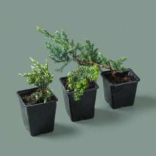 Four potted plants in black pots on a green background