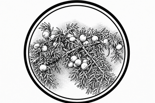 Black and white illustration of juniper berries and branches.