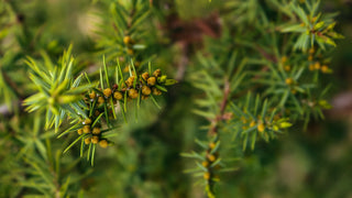 Close-up of a plant with green leaves and small yellow flowers.