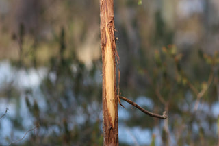 Deer, stripped bark, sappling, juniper