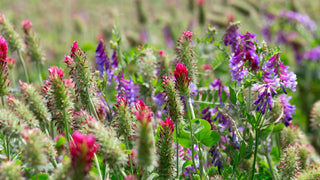 Red Clover, Lucerne, King, Queen, Conservation