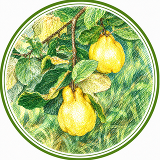 Illustration of quince on a branch with leaves in a circular frame