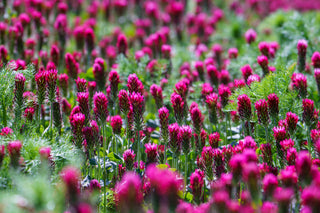 Red Clover, Wiltshire, Downton, Great Bustard Gin