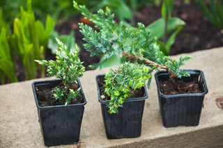 Three juniper sapplings in pots about to be planted