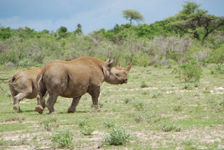 Two rhinos walking in a grassy savanna with trees in the in background. Etosha National Park, Namibia.