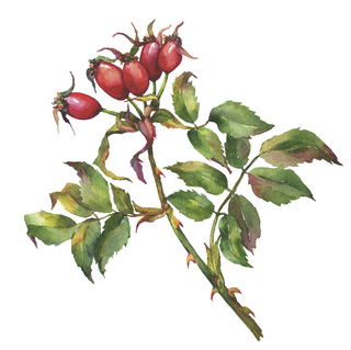 Illustration of a branch with green leaves and red berries on a white background