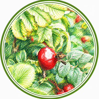 Illustration of a red fruit with green leaves on a white background