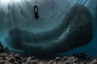 SARDINE RUN, SOUTH AFRICA, EXPEDITION, TRAVEL, DIVING, EAST CAPE, DOWNTON DISTILLERY, EXPLORE