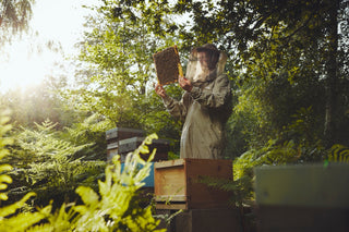 A person in a beekeeping suit and veil holds a honeycomb frame outdoors among sunlit green trees and ferns, with wooden bee boxes visible in the background.