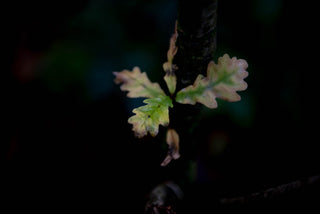 Oak Tree, Rewilding, Carbon Offset, Downton Distillery