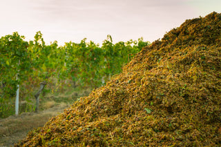 Marc, Crushed Grapes, Compost, Must, Downton Distillery, Wiltshire, reuse, reduce