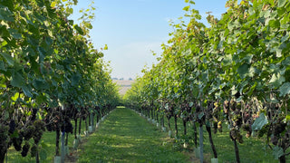 Brandy | Eau de Vie Fifteen | Grape - Downton Distillery UK