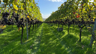 Brandy | Marc de Downton | Grape - Downton Distillery UK