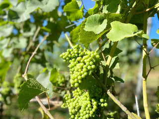 Chardonnay Vodka - Refill Pouch - Downton Distillery UK