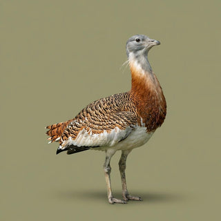 Event | Conservtaion through Conversation | 2 hrs Talk - Downton Distillery UK