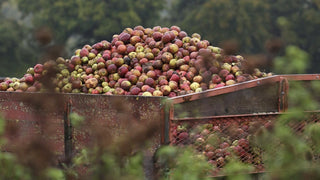 Great Bustard Autumnal Edition - Downton Distillery UK