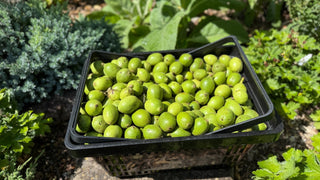 Nocino - Downton Distillery UK