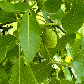 Nocino - Downton Distillery UK