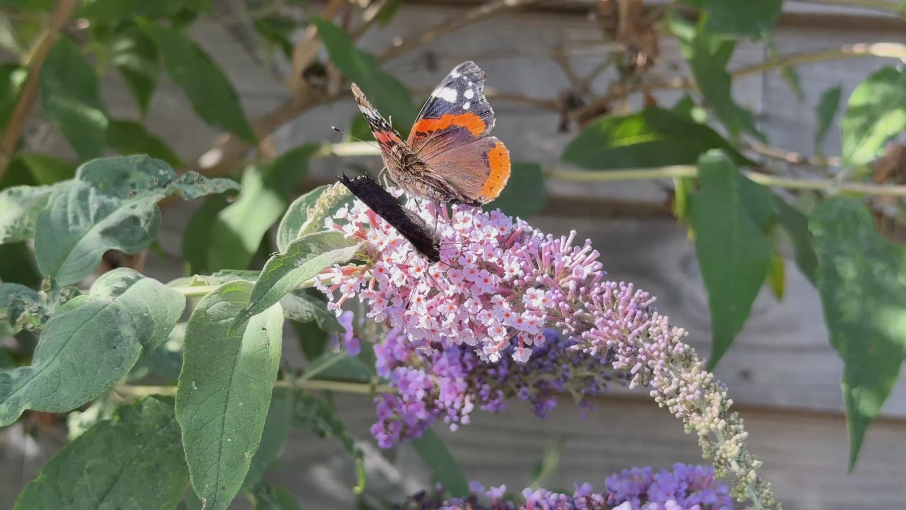Butterflies on a Buddleja, the butterfly bush at the distillert