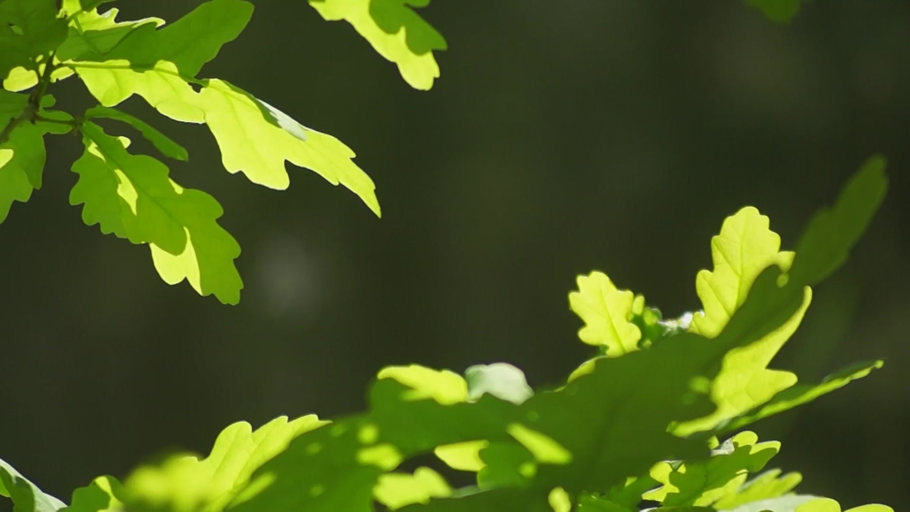 Oak leaves rustling in the wind