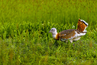 Drove of Great Bustard Males, walking across a green field.