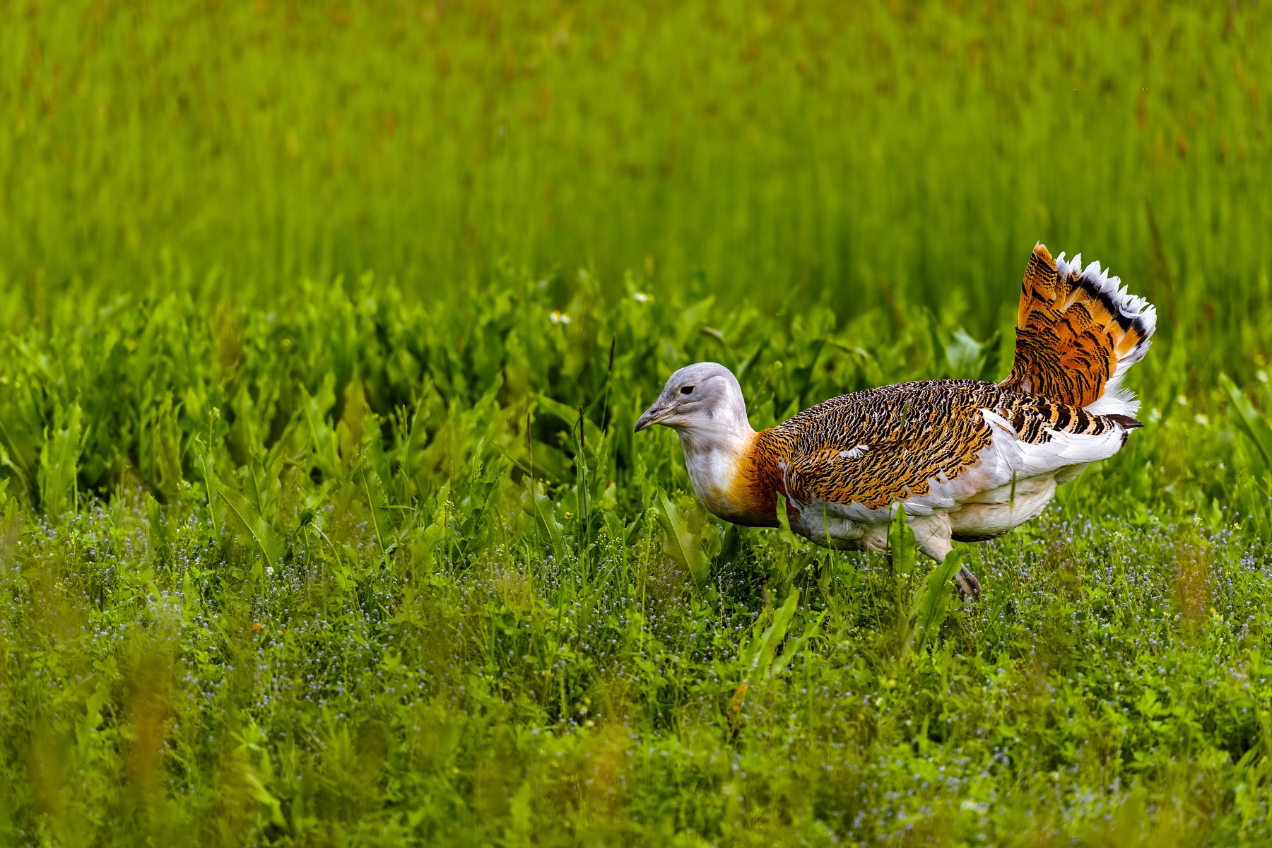 Drove of Great Bustard Males, walking across a green field.