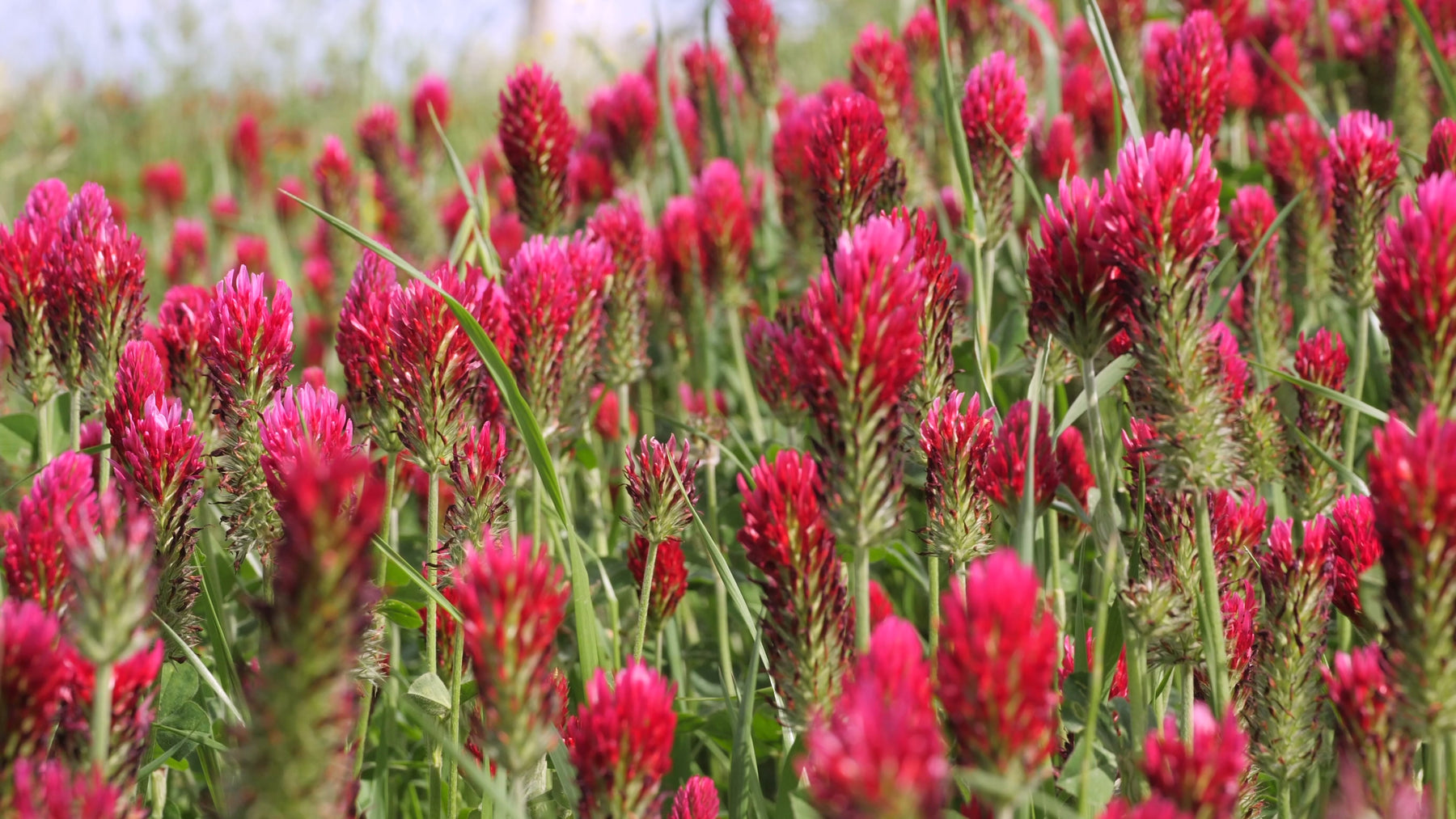 Red Clover, Field, Wiltshire