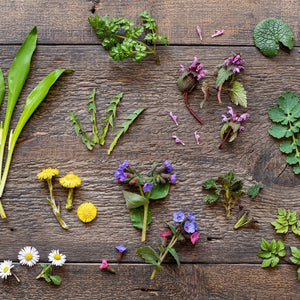 Foraging, Herbs, Flowers, Downton, Wiltshire Downs, Wild Garlic, Sorrel